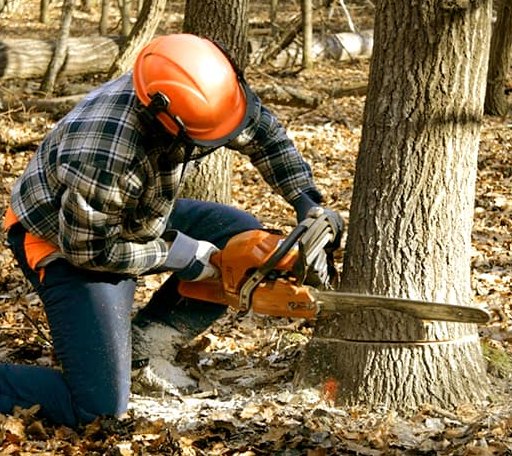 Tree Removal in Saint David, IL